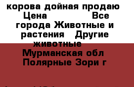корова дойная продаю › Цена ­ 100 000 - Все города Животные и растения » Другие животные   . Мурманская обл.,Полярные Зори г.